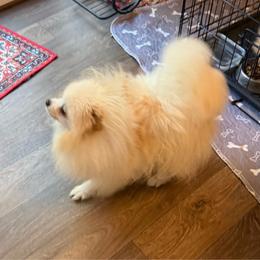 Fluffy - Cream parti male Pomeranian puppy in Lookout, West Virginia from Ashley Miller's Pomeranians