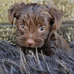 Linus - Liver male Yorkshire Terrier puppy in Vancouver, Washington from Yorkastle Kennels
