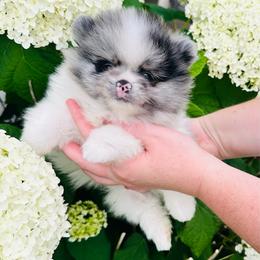 Armani - Blue merle male Pomeranian puppy in Waterloo, Indiana from Garcias Pomeranian