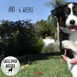 Aki (Japanese for Autumn) - Miniature Australian Shepherd puppy from Eagle River Aussies