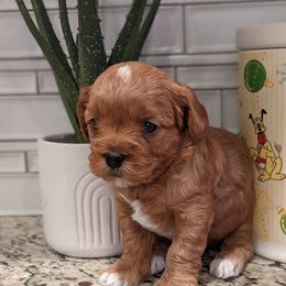 Kent - Red male Cavapoo puppy in Caldwell, Idaho from Terrace Cav's