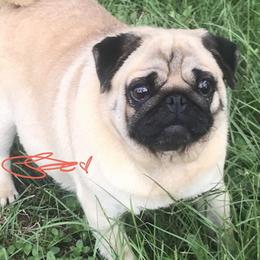 Piper - Pug