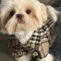 Teddy - Cream and white male Shih Tzu puppy in Coolidge, Arizona from Shih Tzu’s  ‘N’ Love
