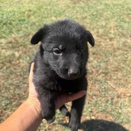 Purple Collar Black Female - Black female German Shepherd puppy in Milan, Illinois from Stonewick German Shepherds