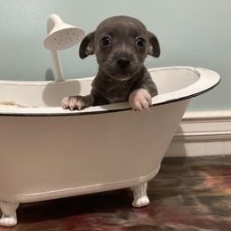 Blue brindle tuxedo - Blue and white female Teddy Roosevelt Terrier puppy in Russellville, Kentucky from Mud-E Acres Kennel