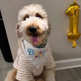 Goldendoodles from Golden Nuggets