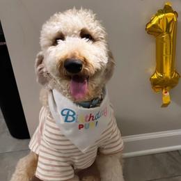 Goldendoodles from Golden Nuggets