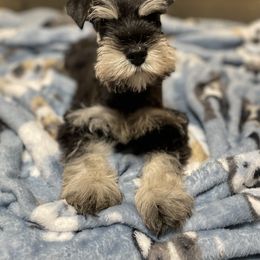 Miniature Schnauzer Puppies from Southern Charm Miniature Schnauzers