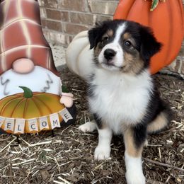 Australian Shepherd Puppies from Aussome Okie Aussies