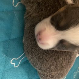 American Corgi and Pembroke Welsh Corgi Puppies from Wyndy Ridge Corgis