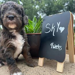 Sky - Blue merle female Aussiedoodle puppy in Eastland, Texas from H5 Mini Doodles
