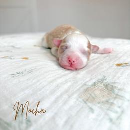 Mocha - Apricot male Maltipoo puppy in Vancouver, Washington from Pnwfamilydoodles
