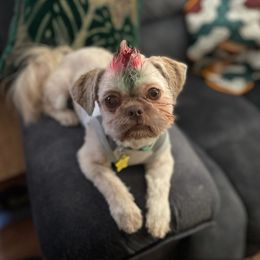 Shih Tzu Puppies from LaDawn’s Little Lions