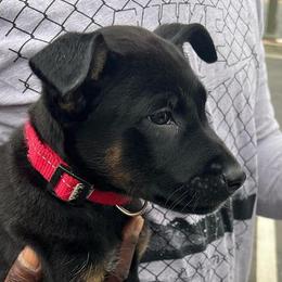Boy 2 - Black Belgian Malinois puppy in California from 11:11 Working Dogs