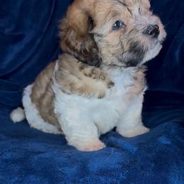 Dipper - Tri-color male Coton de Tulear puppy in North Augusta, South Carolina from Furever Cotons