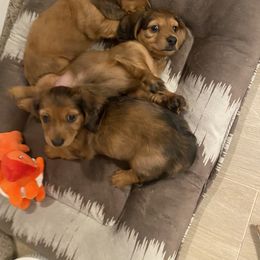 Dachshund Puppies from Ruby Desert Doxies