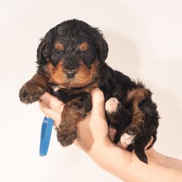 Bernedoodle Puppies from Bernedoodles & Doodles of the Ozarks