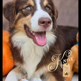 Knox - Price 1499 - Red tri male Miniature Australian Shepherd puppy in Ennis, Texas from God’s Little Aussies