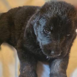 Oren - Black and tan male German Shepherd puppy in Leon, West Virginia from Heart2Heart Kennels