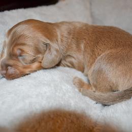 Bree - Fawn (isabella) and tan female Dachshund puppy in Eufaula, Alabama from B’s Dachshunds
