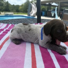 Blue - Liver roan male German Shorthaired Pointer puppy in Huntington, Texas from B&B GSP’S