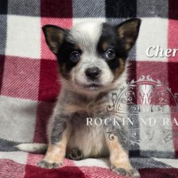 Cherry - Blue male Australian Cattle Dog puppy in Silsbee, Texas from Rockin ND Ranch