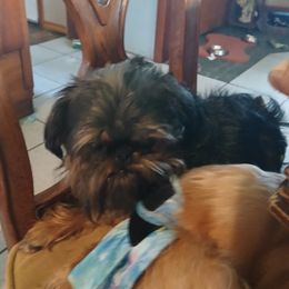 Dozer - Brussels Griffon