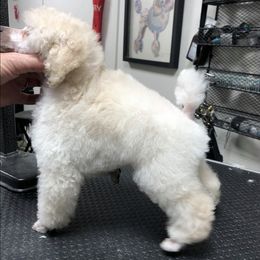 Poodles from Allizon Farm