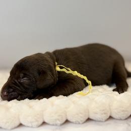 Yellow collar chocolate male - Chocolate male Labrador Retriever puppy in Gainesville, Georgia from Rucker Retrievers