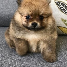 Pomeranian Puppies from Montefino Pomeranians