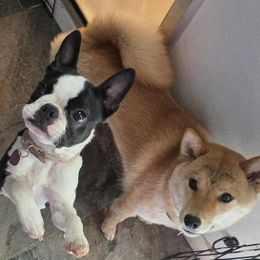 Shiba Inu puppies from Diamonds In The Ruff Boston Terriers