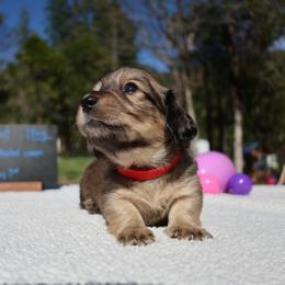 Bolt (Red collar) - Cream male Dachshund puppy in Prospect, Oregon from Spunky Sausage Pups