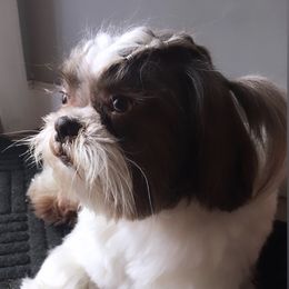 Yoshiii - Shih Tzu