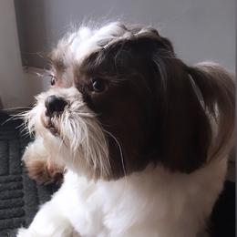 Yoshiii - Shih Tzu