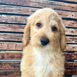 River - Apricot male Goldendoodle puppy in Pensacola, Florida from Goldendoodles Love You in Pensacola Friend Edition