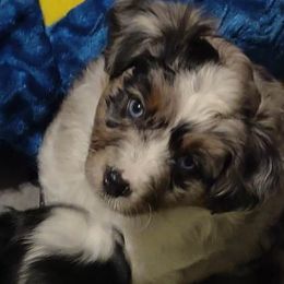 GREEN - Blue merle Miniature Australian Shepherd puppy in Omak, Washington from Willow Flats Kennels
