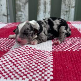 Twix - Blue merle female Australian Shepherd puppy in Laotto, Indiana from Circle B working Aussies