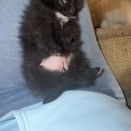 Truffle - Black parti female Pomeranian puppy in Newport News, Virginia from Itty Bitty Poms