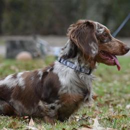 Hank - Dapple male Dachshund puppy in Lufkin, Texas from L & A Dachshunds