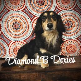 Paxton - Dachshund
