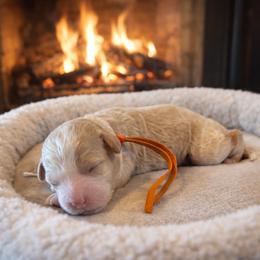 Orange collar boy - Apricot male Goldendoodle puppy in Inman, South Carolina from Mossy Doodles LLC