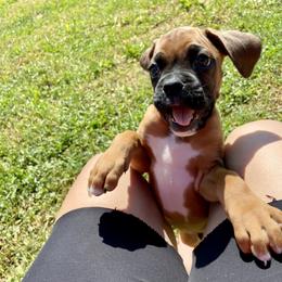 Boxer Puppies from Red Rock Boxers
