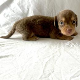 Dark Blue - Dapple male Dachshund puppy in Silver Springs, Florida from DeMarsh's Dachshunds