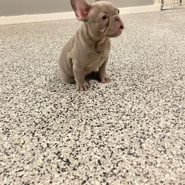 Boy 5 - Blue French Bulldog puppy in New York from Charlie’s Frenchies