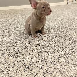 Boy 5 - Blue French Bulldog puppy in New York from Charlie’s Frenchies