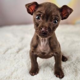 Bourbon - Chocolate male Chihuahua puppy in Decatur, Illinois from We R Puppies-Petite Pups
