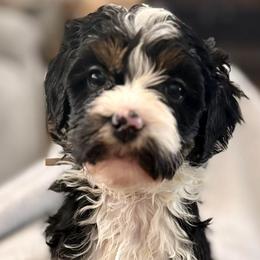 Purple collar girl - Tri-color female Bernedoodle puppy in Lake, Michigan from 3 King Doodles & Poodles