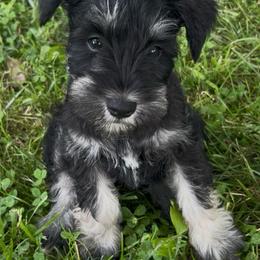 Boy 1 - Black and silver male Miniature Schnauzer puppy in Woodburn, Kentucky from Southern Kentucky Schnauzers