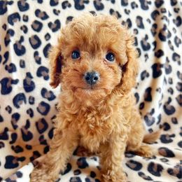 Buddy - Red male Cavapoo puppy in Warrensburg, Missouri from Supreme Doodles