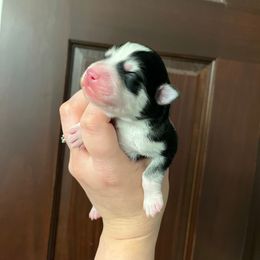 Pomsky Puppies from Sugar Maple Pomskies